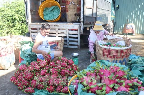 Giá thanh long Đồng Tháp giảm sâu, nông dân đứng ngồi không yên