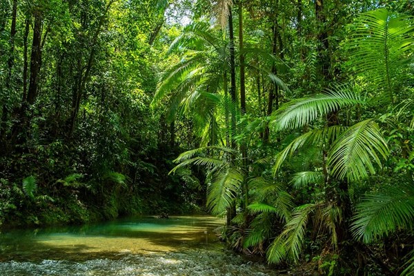Khi “lá phổi” Trái Đất thành nguồn phát thải carbon