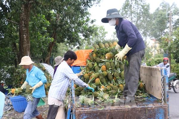 Dứa Đồng Tháp Mười đang được giá, đầu ra thuận lợi