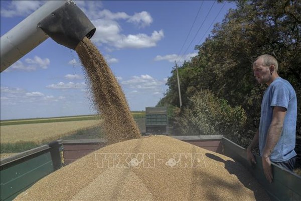 Ukraine phục hồi sản xuất ngũ cốc