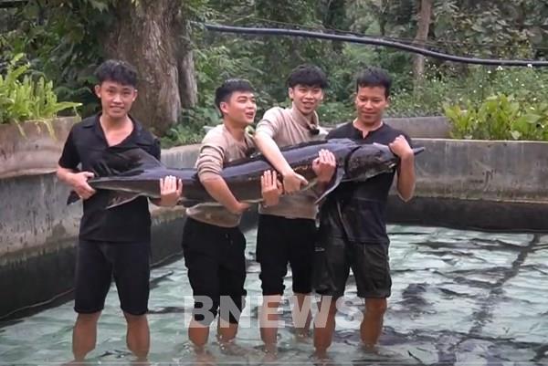 Cá tầm “khổng lồ” 50 kg Lai Châu gây chú ý tại Tuần lễ Nông sản Việt 2025
