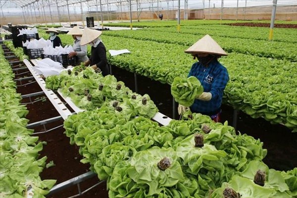 Đà Nẵng tăng cường 87 cán bộ hỗ trợ chính quyền 2 cấp ở lĩnh vực nông, lâm nghiệp