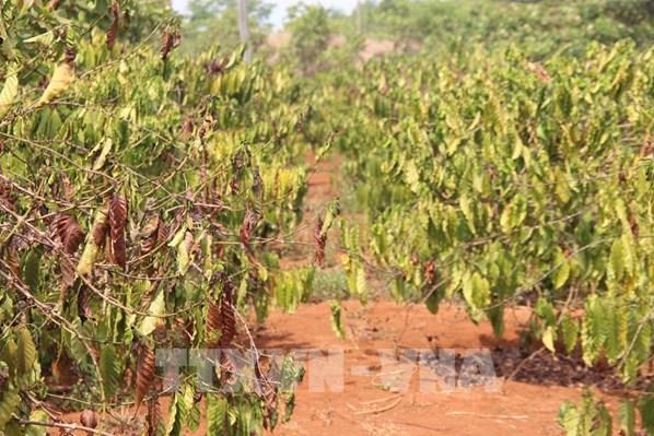 Đồng Tháp phòng, chống hạn, mặn mùa khô năm 2026