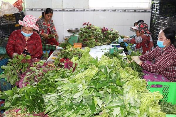 Liên kết nông dân cho hành trình phát triển kinh tế nông nghiệp