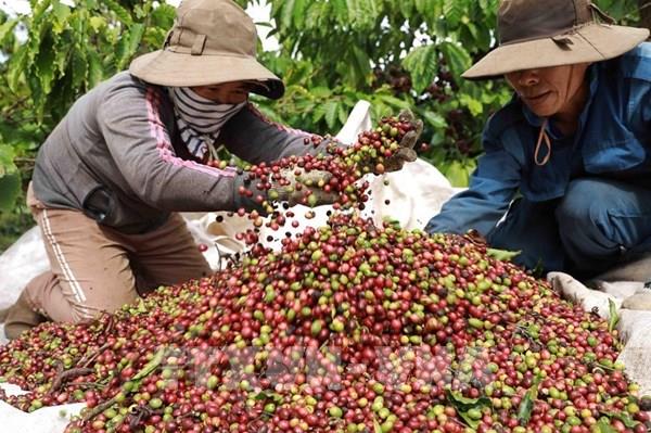 Cà phê Việt tìm hướng đi mới tại Canada nhờ kết nối doanh nghiệp kiều bào