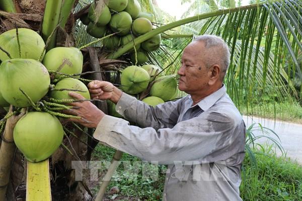 Giá dừa tươi Vĩnh Long giảm hơn 50%