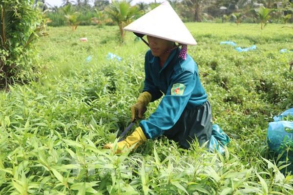 Tín hiệu vui cho người trồng rau Đồng Tháp