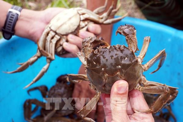 Nuôi cua Cà Ra thu lãi tiền triệu