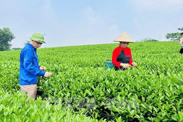 Nông nghiệp Tuyên Quang bứt phá với chuyển đổi số và phát triển xanh