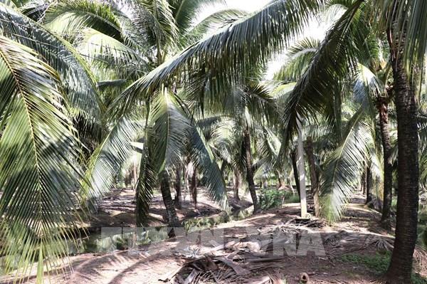 Mở đường cho tín chỉ carbon từ cây dừa