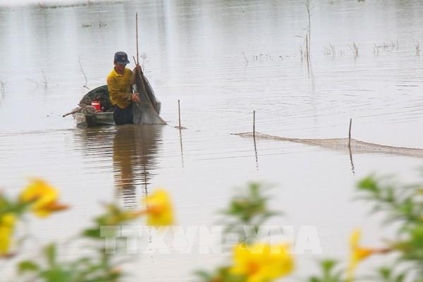 Ngược dòng nước lũ, về Cần Thơ xem mùa cá ruộng