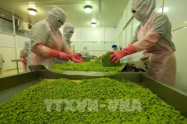  11 tháng, xuất khẩu nông lâm thủy sản đạt trên 64 tỷ USD, vượt kỷ lục năm 2024