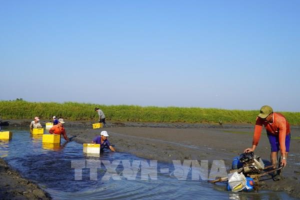 U Minh Thượng tìm lời giải đầu ra cho tôm càng xanh