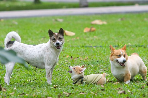 Thả rông động vật nuôi ở nơi công cộng bị phạt tiền tới 1 triệu đồng