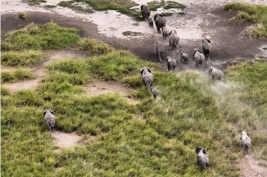 Hiệu quả trong giám sát khu bảo tồn thiên nhiên bằng drone