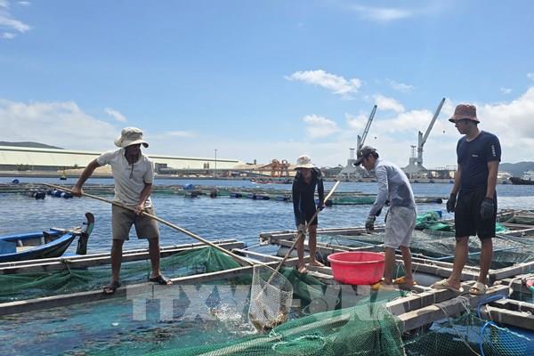 Người dân Đầm Môn khẩn trương thu hoạch thủy sản, ứng phó bão KALMAEGI