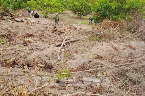 Làm rõ vụ phá hơn 6.300m² rừng tự nhiên tại xã Uar