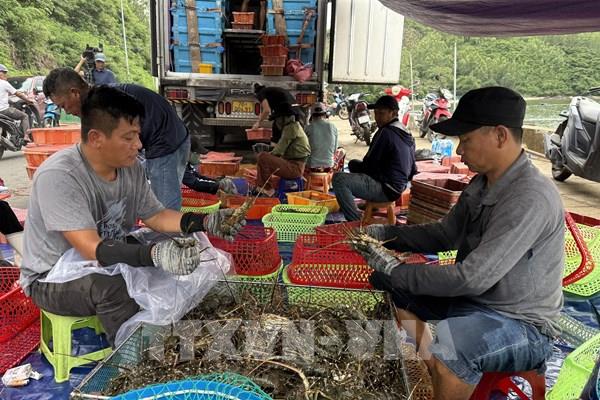 Ngư dân Đắk Lắk khẩn trương thu hoạch tôm hùm tránh bão số 13