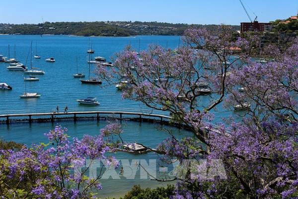 Phượng tím nở rộ tại Australia và Nam Phi