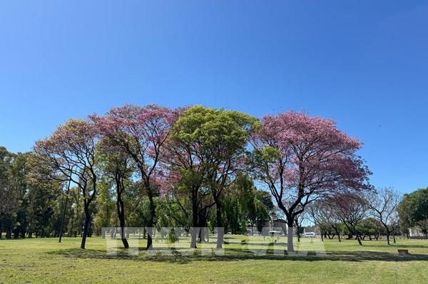 Rực rỡ sắc hồng hoa phong linh tại Buenos Aires