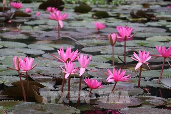 Chiêm ngưỡng hoa súng nở rộ nơi miền di sản