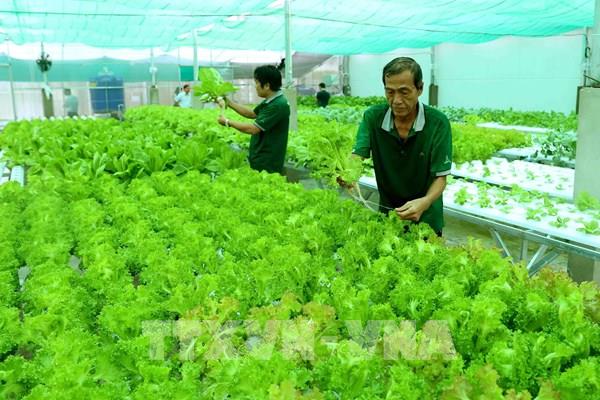 An Giang mở lối cho nông nghiệp sinh thái bền vững