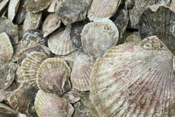 Trung Quốc nối lại nhập khẩu thủy sản Nhật Bản sau hơn 1 năm gián đoạn