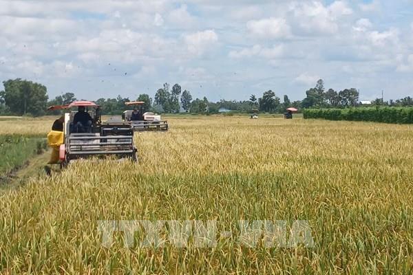 Tăng vai trò hợp tác xã trong liên kết bao tiêu lúa gạo