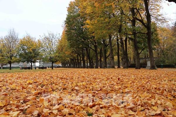 Thu vàng ở Brussels