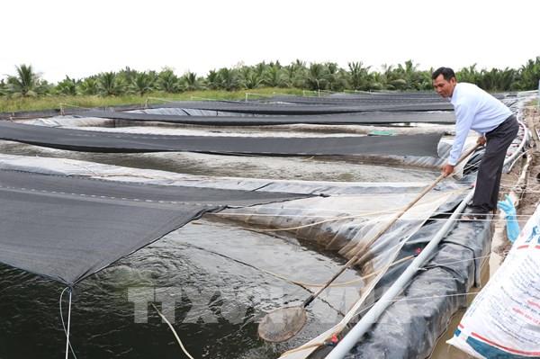 Tìm thị trường bền vững cho cá rô phi