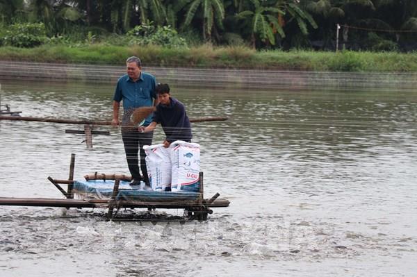 Liên kết chuỗi giá trị, đưa cá rô phi thành ngành hàng xuất khẩu