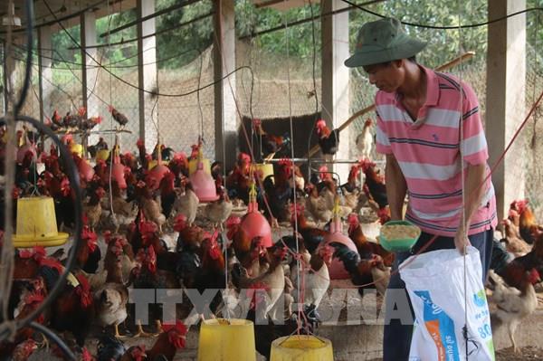 Người chăn nuôi “rục rịch” tái đàn đón thị trường Tết