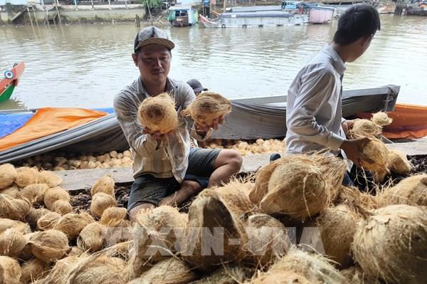 Giá dừa khô ở Vĩnh Long giảm 180.000 đồng/chục