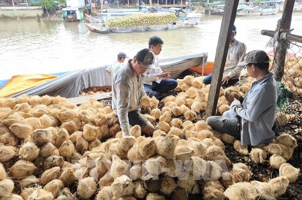 Giá dừa khô nguyên liệu giảm sâu