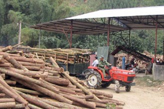 Nhiều công ty lâm nghiệp ở Lâm Đồng phải vay ngân hàng để chi trả lương
