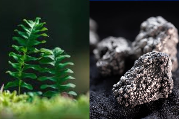 Phát hiện loài dương xỉ có khả năng “tự luyện” đất hiếm