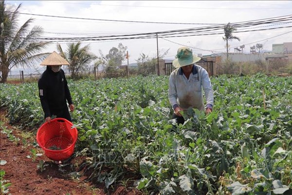 Nhiều loại rau Đà Lạt tăng giá sau chuỗi ngày mưa bão