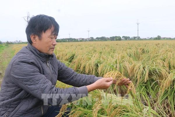 Bắc Ninh bình chọn 22 sản phẩm công nghiệp nông thôn tiêu biểu năm 2025