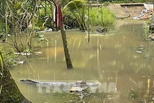 Không tắm sông gần nơi xuất hiện hình ảnh cá sấu ở Cần Thơ