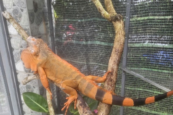 Phát hiện cơ sở nuôi 191 cá thể nghi là Rồng Nam Mỹ trái phép tại An Giang