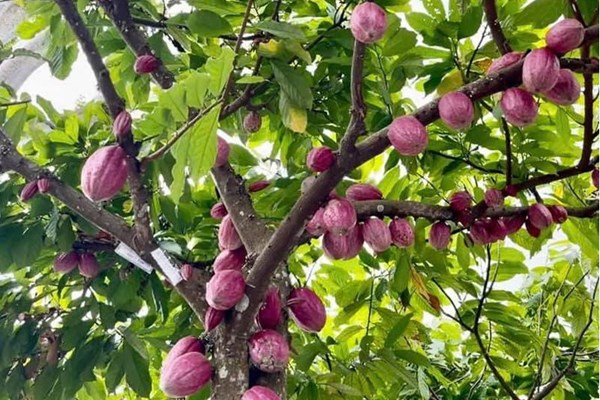 Nguồn cung phục hồi kéo giá ca cao giảm mạnh