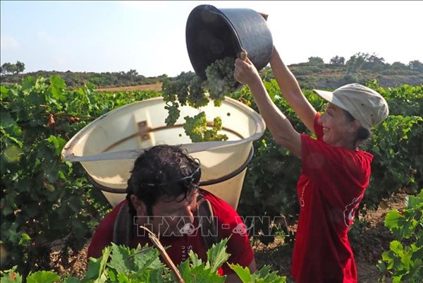 EU đạt thỏa thuận sơ bộ về đơn giản hóa Chính sách Nông nghiệp Chung