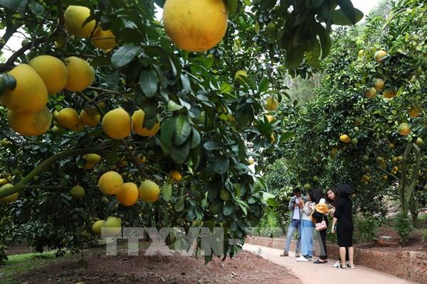 Sắp diễn ra Lễ hội trái cây Bắc Ninh năm 2025