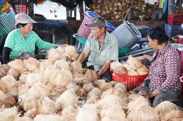 Vì sao giá dừa khô tại Đồng Tháp giảm mạnh?