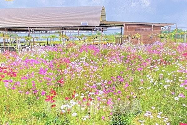 Đồng Tháp hoàn thiện các hạng mục cho Festival Hoa – Kiểng Sa Đéc