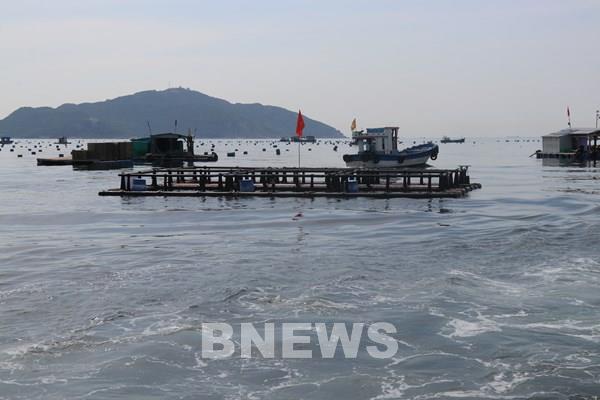 Nuôi biển công nghiệp vươn tầm kinh tế xanh - Bài 1: Khánh Hòa tiên phong với mô hình nuôi biển