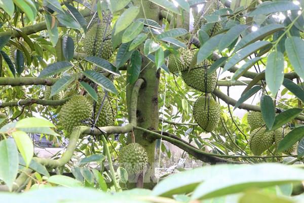 Thu tiền tỷ từ trồng sầu riêng nghịch vụ trên đất lúa kém hiệu quả