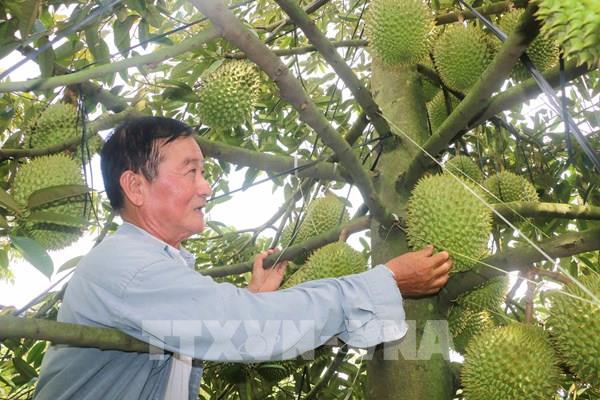 Thí điểm truy xuất nguồn gốc trái sầu riêng