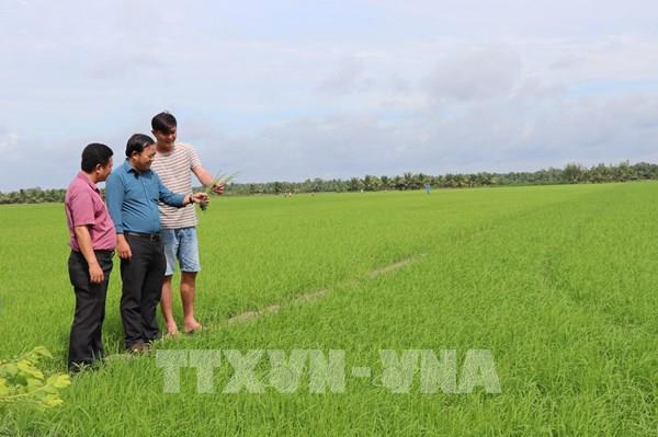 Vĩnh Long nâng tầm gạo Việt bằng vùng lúa chất lượng cao