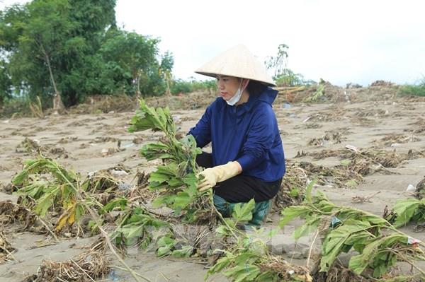 Lào Cai khôi phục sản xuất nông nghiệp sau mưa lũ